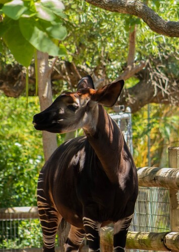 Oklahoma City Zoo and Botanical Garden
