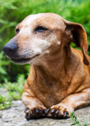 Old Buster
