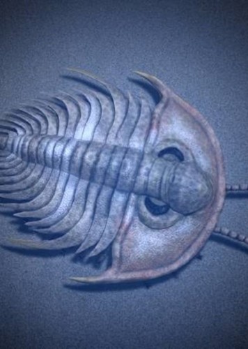 Olenellus