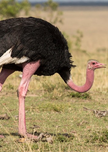 Oliva the Ostrich