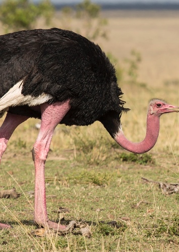 Oliva the Ostrich