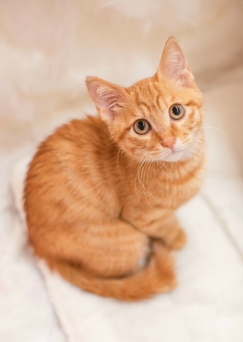 Oliver