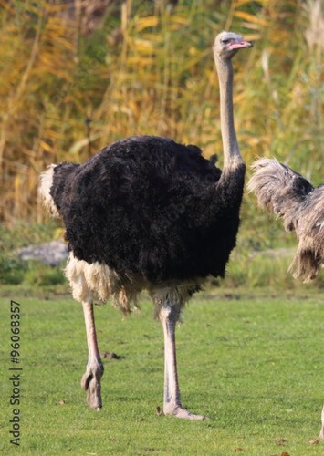 Oliver Ostrich
