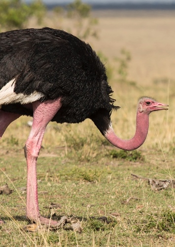 Olivia the Ostrich