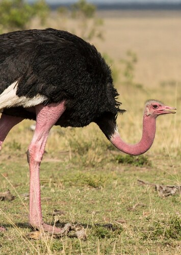 Olivia the Ostrich