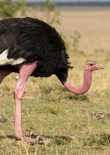 Olivia the Ostrich