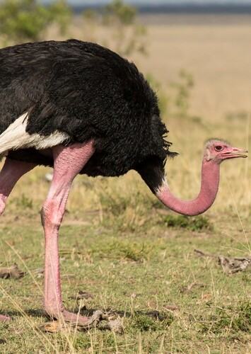Olivia the Ostrich