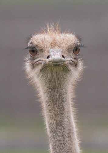 Olivia The Ostrich