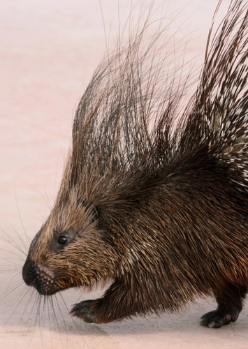 Olivia the Porcupine
