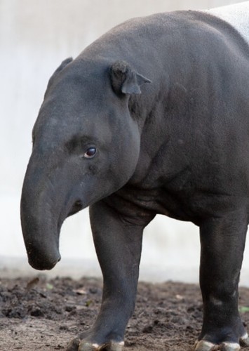 Ollie the Tapir