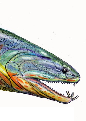 Onychodus