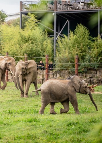 Opel Zoo
