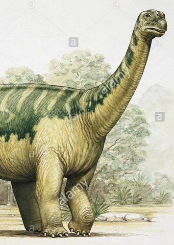 Opisthocoelicaudia