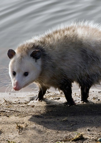 Opossum
