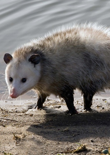 Opossum