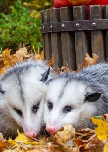 Opossum Brothers
