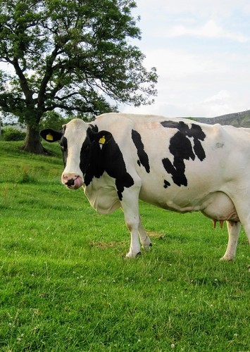 Oprah