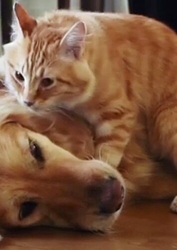 Orange Cat + Golden Retriever couples