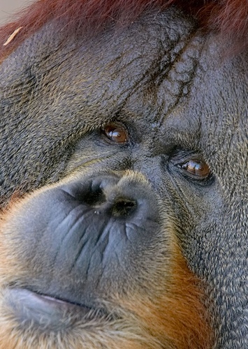Orangutan