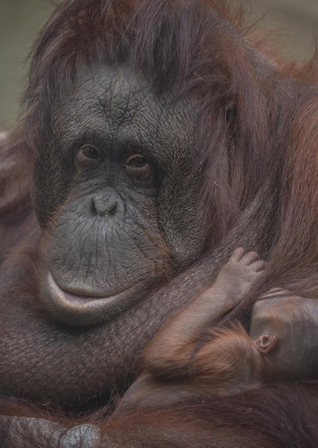 Orangutan