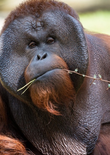 Orangutan