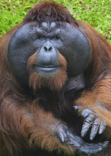 Orangutan