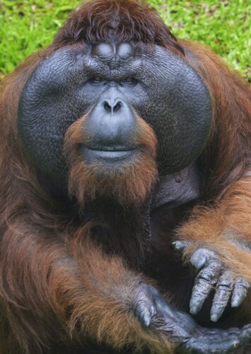 Orangutan