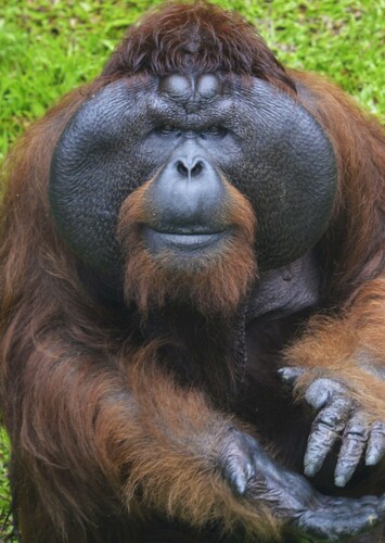 Orangutan