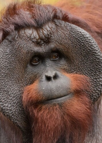 Orangutan