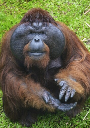 Orangutan