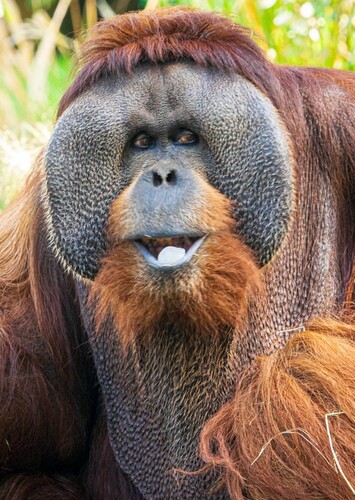Orangutan