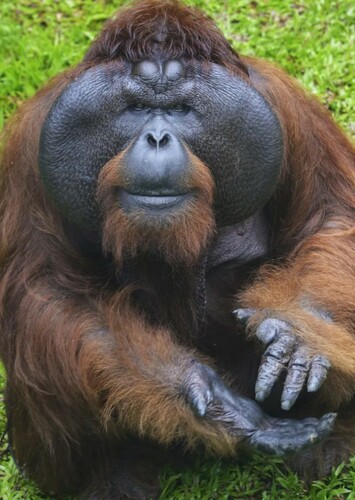 Orangutan