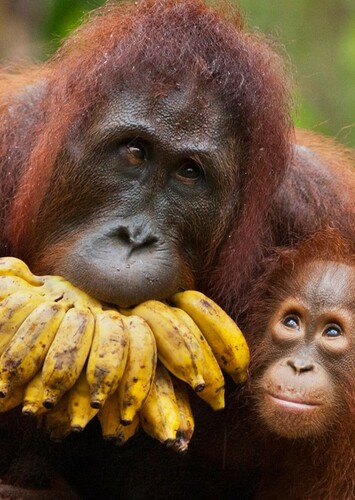 Orangutan