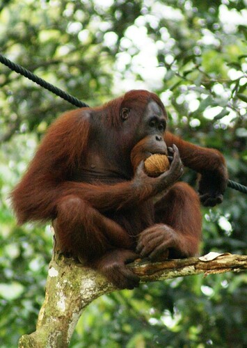 Orangutan