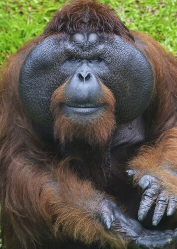 Orangutan