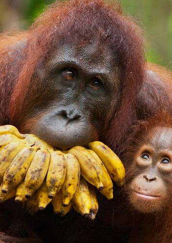 Orangutan