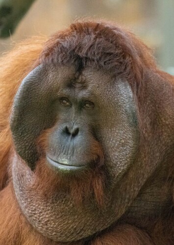Orangutan