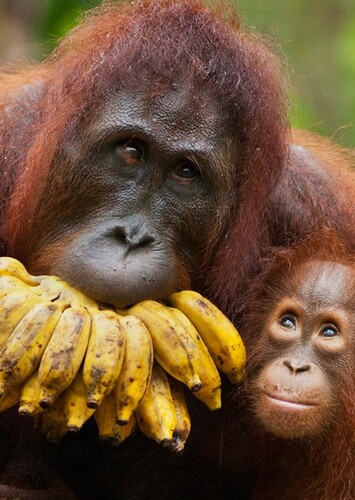 Orangutan