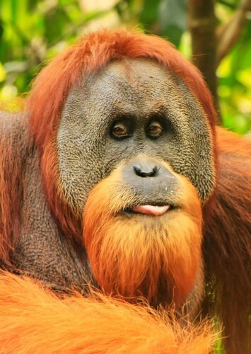 Orangutan