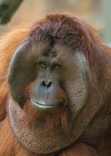 Orangutan