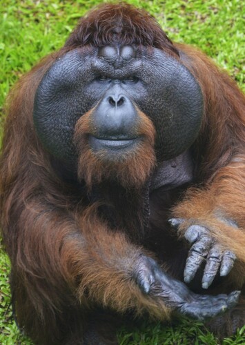 Orangutan