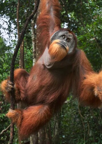 Orangutan