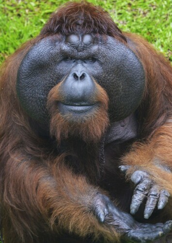 Orangutan