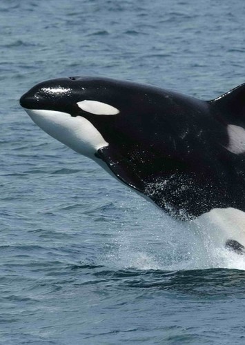 Orca