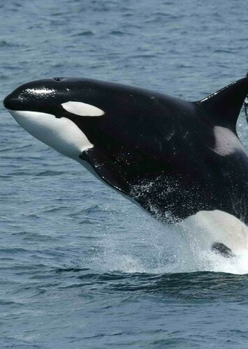 Orca