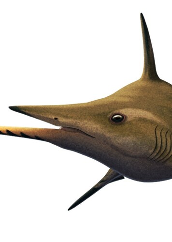 Ornithoprion