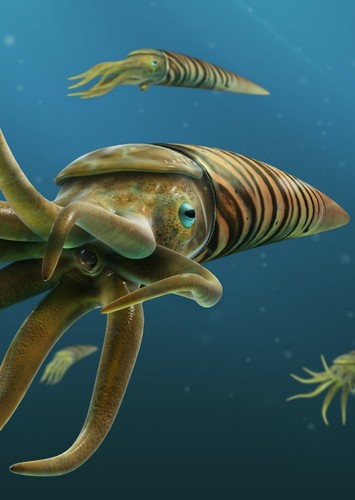 Orthoceras