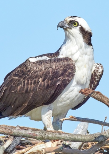 Osprey