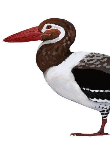 Osteodontornis