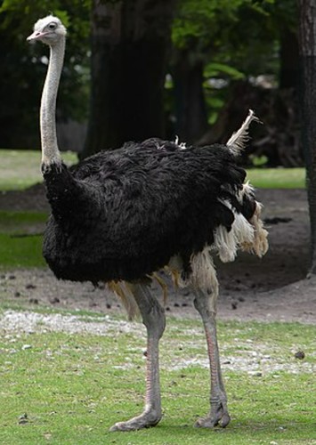 Ostrich